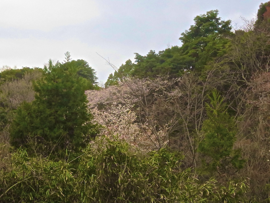 Signs of Spring, a natural mountain Sakura growing in the mist of bamboo and pine!