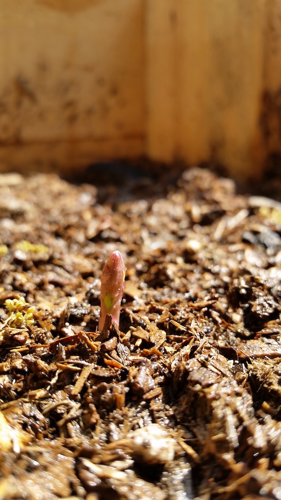 Cascade hop rhizome sprouting 4 days after planting