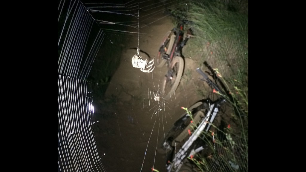 No night ride is complete without riding into these bastards webs face first at speed. When we went back up the trail some of the spiders were missing...