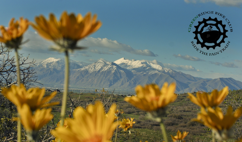 The mules ear is in bloom and the mountains have a nice dusting of snow.  Looking south towards Timp.