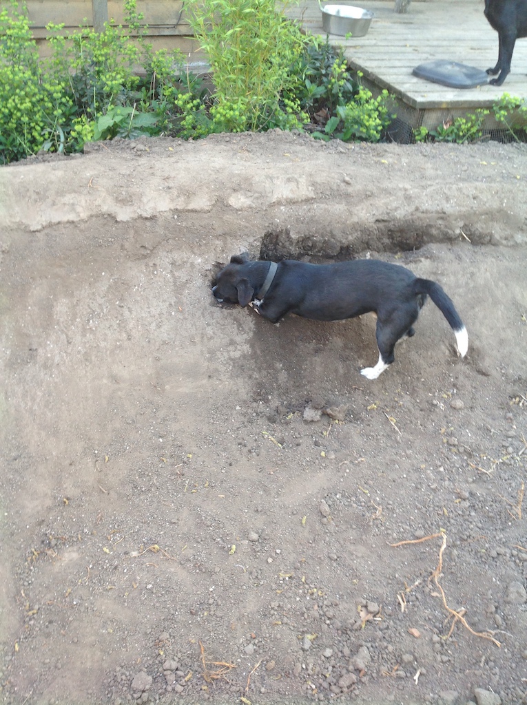 My little buddy trying to "help" rid this berm of what ever critter lives in it...