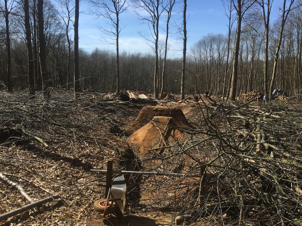 trail rebuild after tree felling