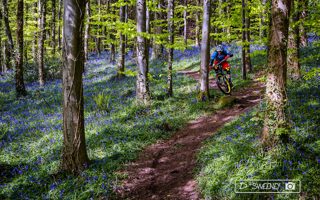 For a few weeks every year around the start of May, Bigwood forest is carpeted in a spectacular sea of bluebells. Shredding the single track that weaves amongst them is quite the treat.