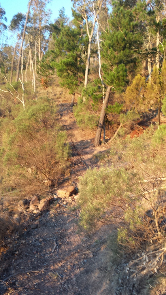 A wider shot of the Steepest section of trail.
