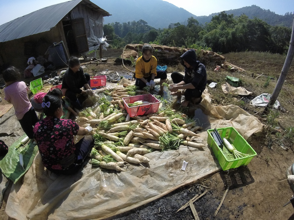 Local Hmong farmers cleaning their morning harvest