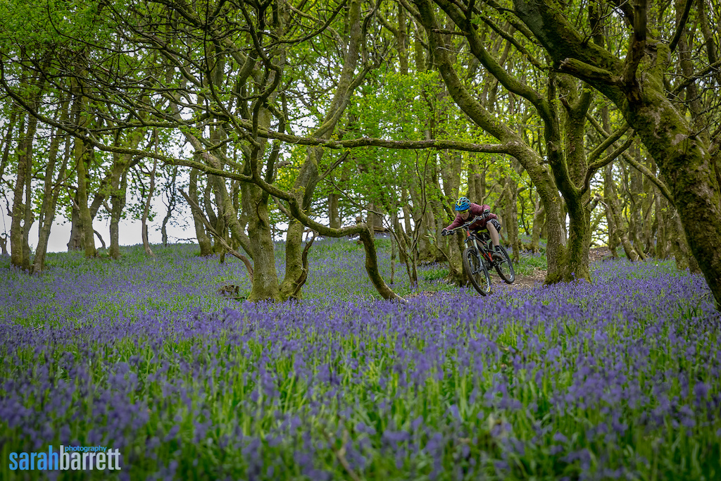 A carpet of bluebells flanking the trail