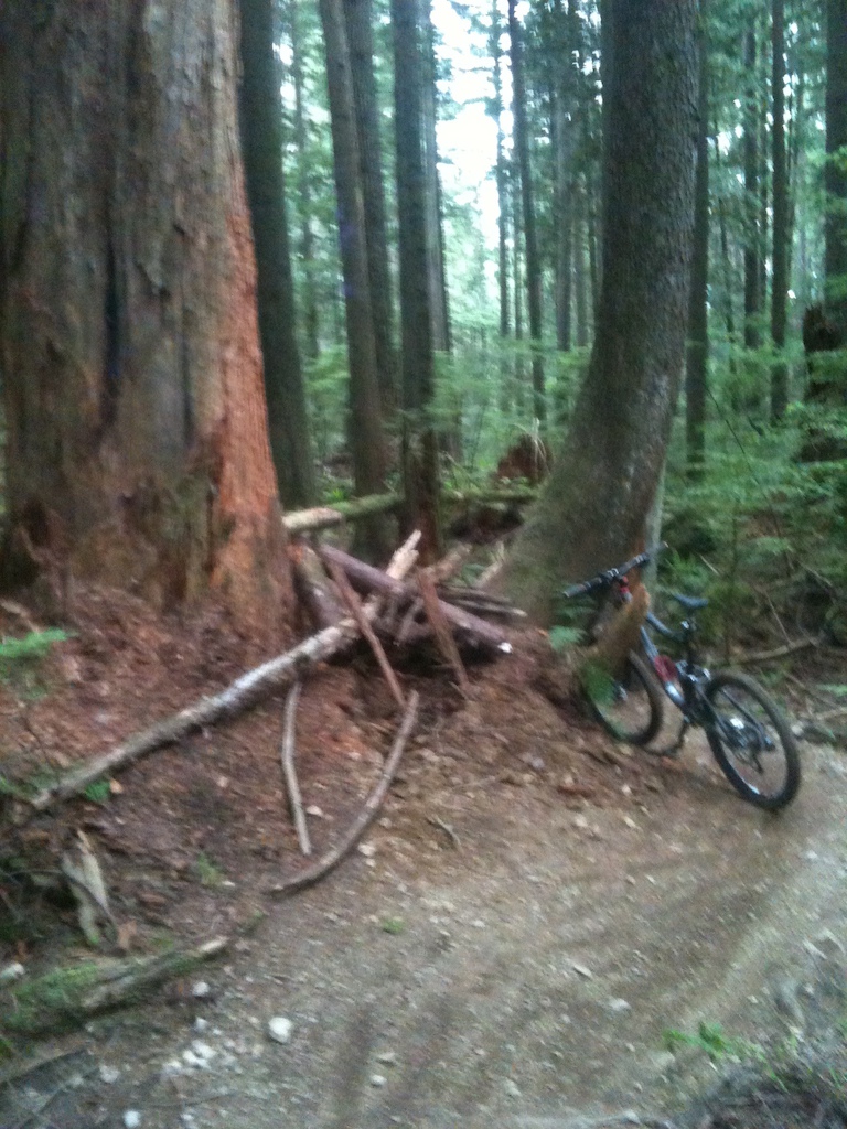Someone has piled logs into the previously rideable gap between the trees.