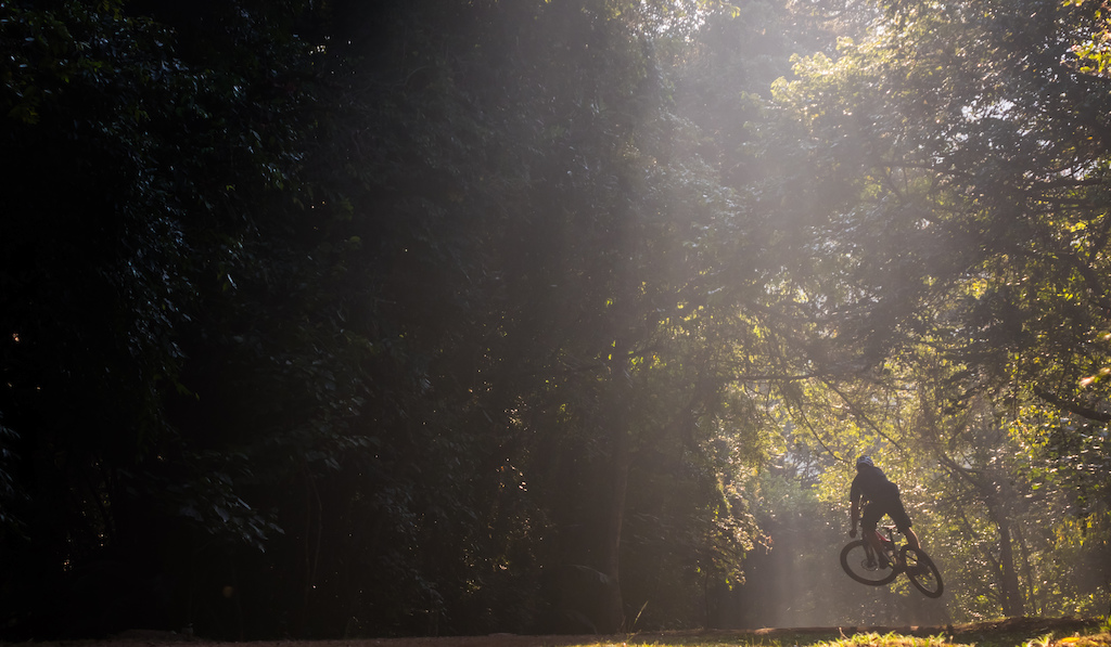 Early morning light fights its way through the thick trees.

Image - Nathan Pellow-Jarman