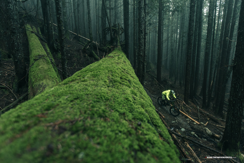 Giant moss covered trees and atmospheric forest are some of my favourite things.