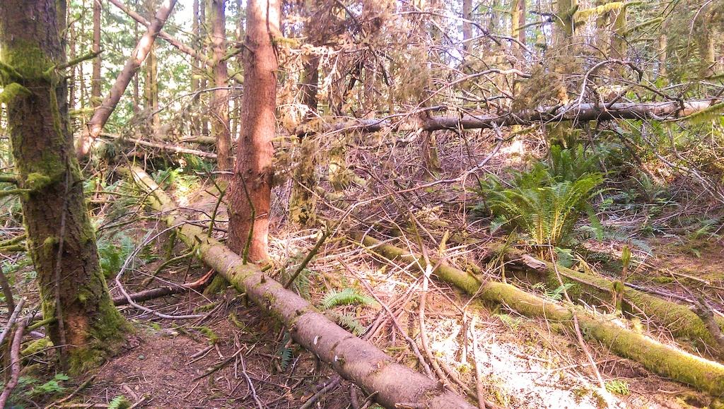 Trees down blocking the primary trail.  There is a go around.