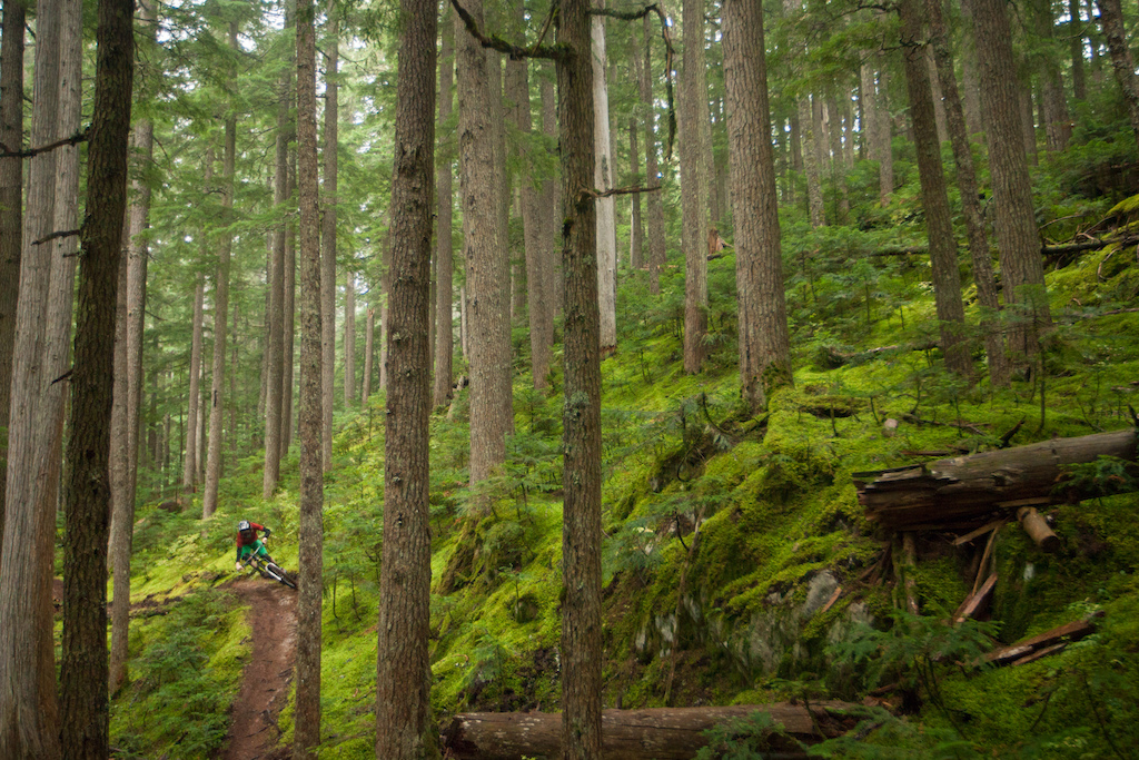 It's easy to get sucked into the lush, green forests on Blackomb, and it doesn't hurt that it's home to some of the best trails in the world.
