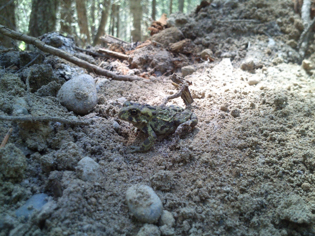 A toad on one of my many unfinished berms.