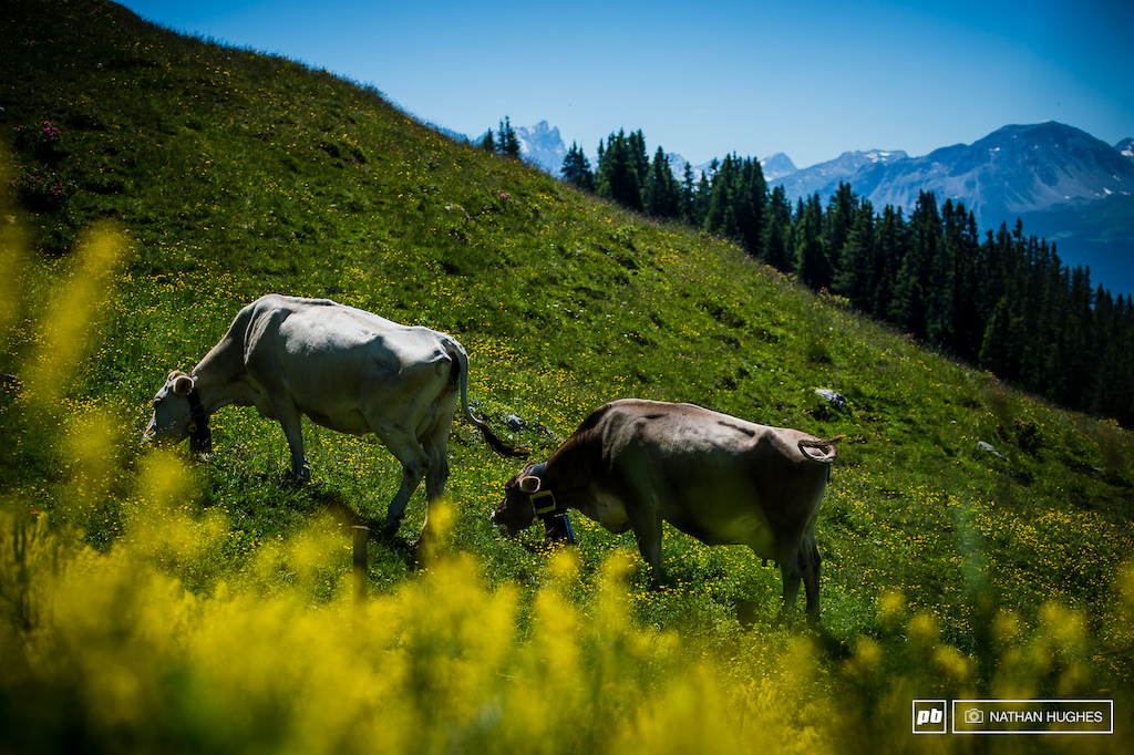 Beautiful golden flowers and epic mountains. What more could you want? More cowbell perhaps...