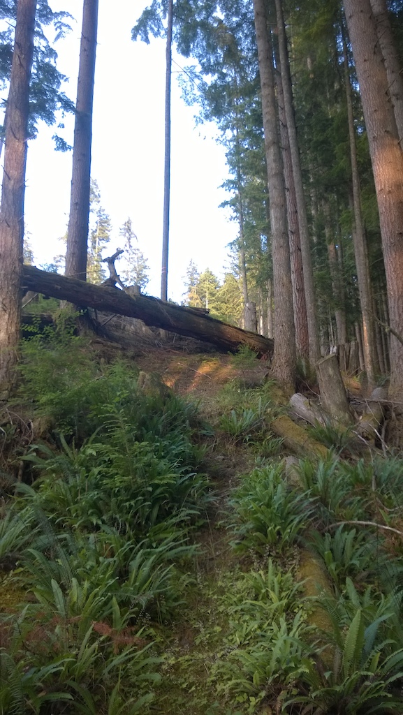 Log ride to drop off.