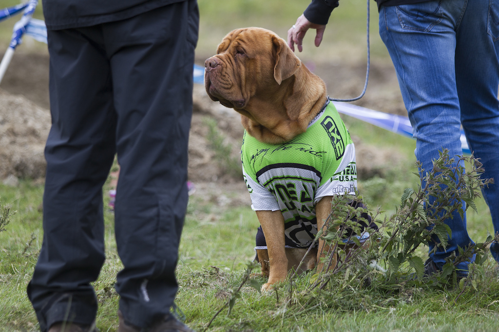 Wat u sayin m8 Go go trail dog during The Schwalbe British 4X National Championship at Moelfre Hall Moelfre United Kingdom. 11July 2015 Photo Charles Robertson