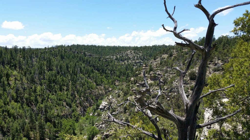 A dead tree overlooks a deep forested canyon with rock formations and distant ridges.