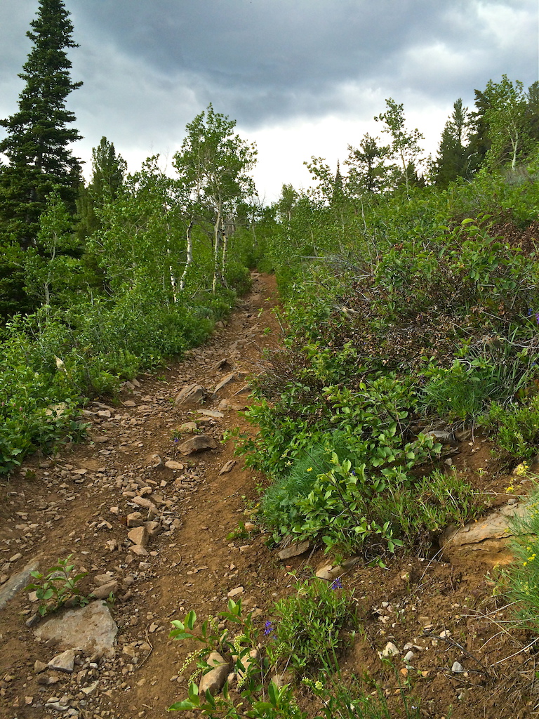 The upper portion of the trail just after leaving the aspen trees