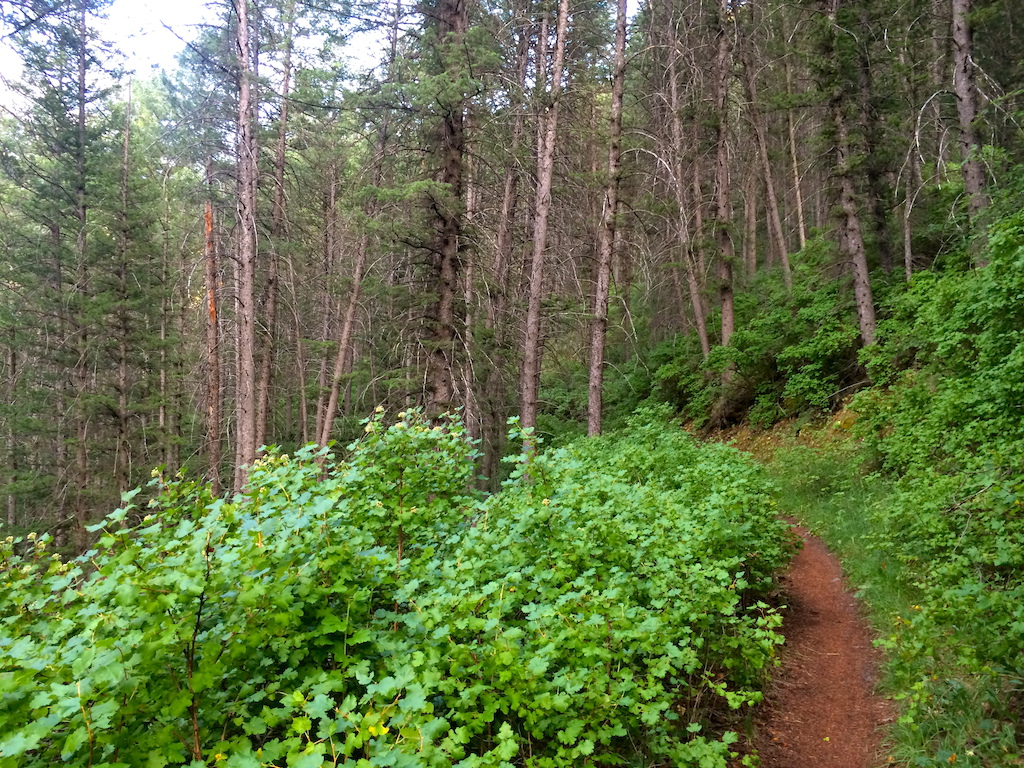 The lower portion to Spring Hollow while the trail is still smooth and not too steep