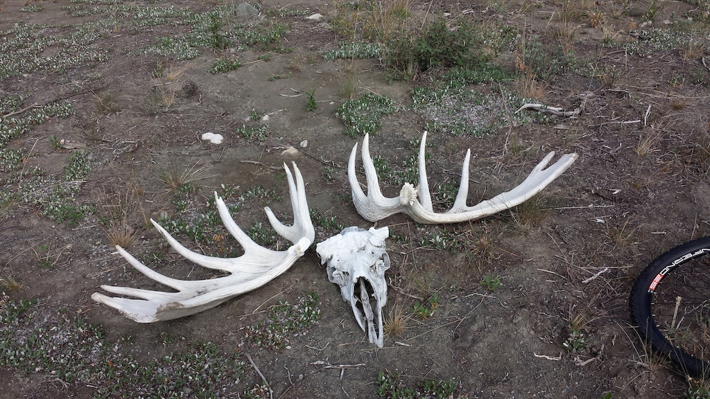 In the late 1970's when the Kluane National park was proclaimed a historic park, many people lay these antlers along the entire trail to be used as markers.