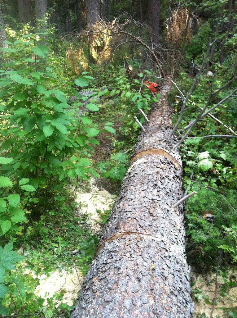 Clearing deadfall on Twin Creek Trail
