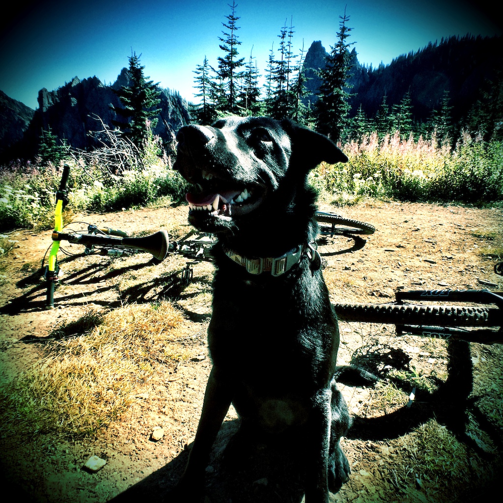 Archer the trail dog