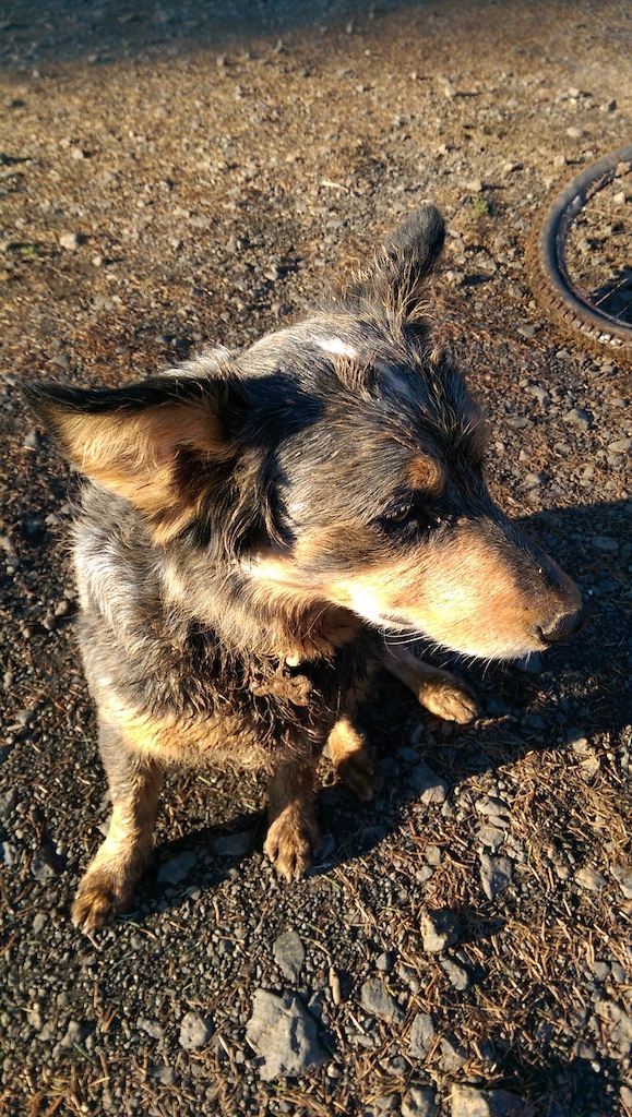 Ryder