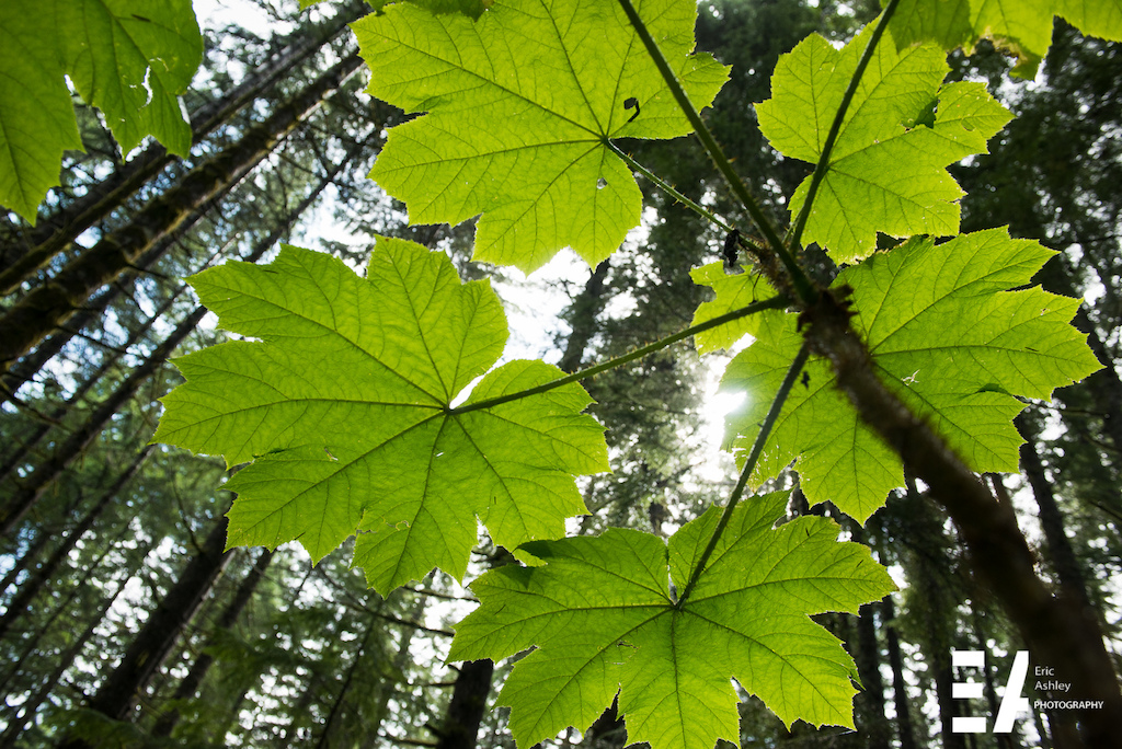 Cascadia Dirt Cup Round Four Capitol Forest Classic 2015