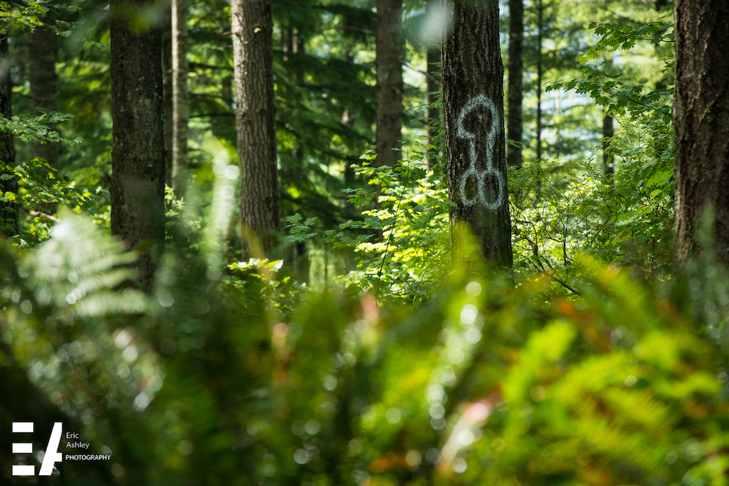 Cascadia Dirt Cup Round Four Capitol Forest Classic 2015