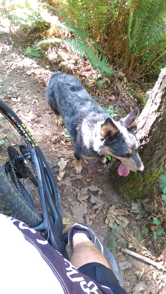 Japanese Gulch with the pup