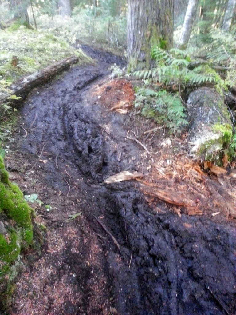 Extensive Mudarella damage to Out of the Dust trail on Blackcomb