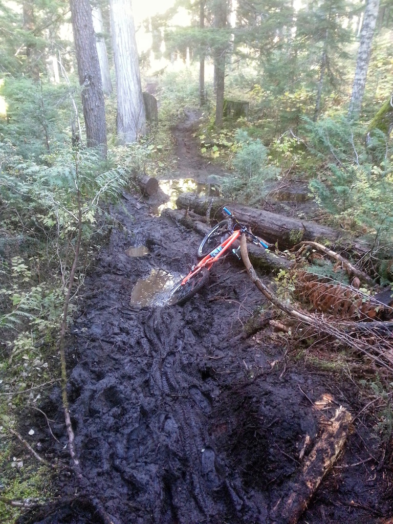 Extensive Mudarella damage to Out of the Dust trail on Blackcomb
