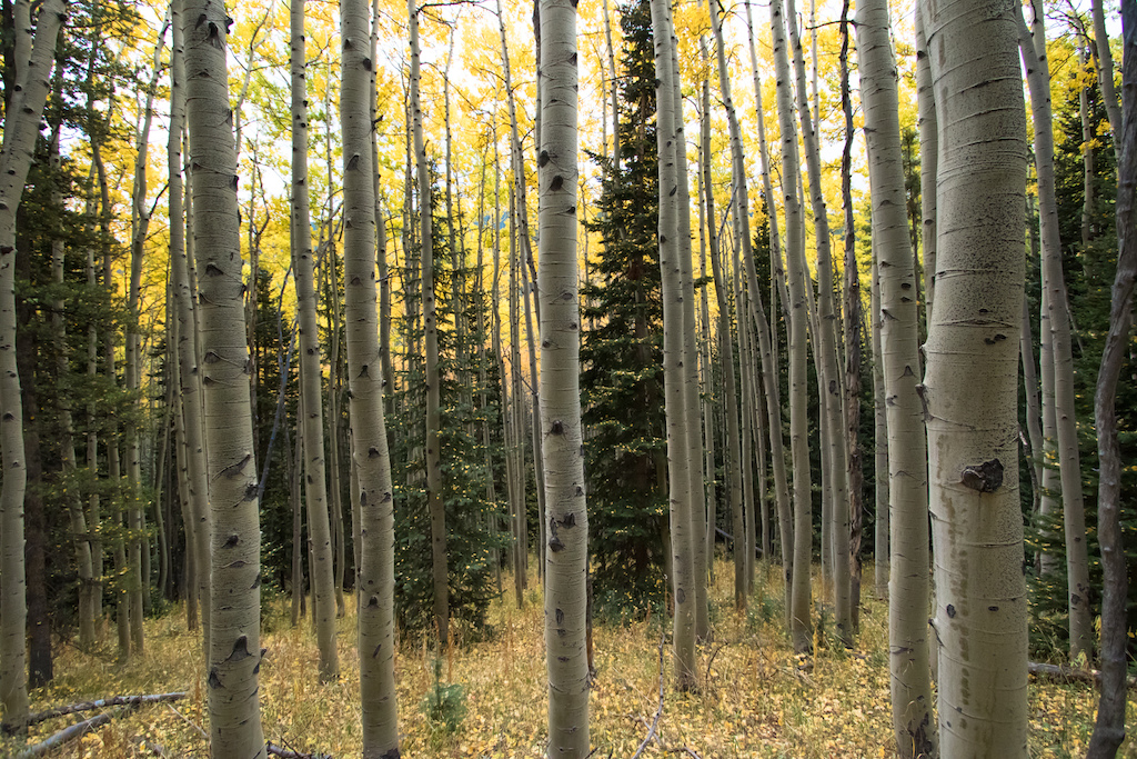 With Aspen leaves resting on pine trees and a golden forest floor one would think people never venture to these parts.
