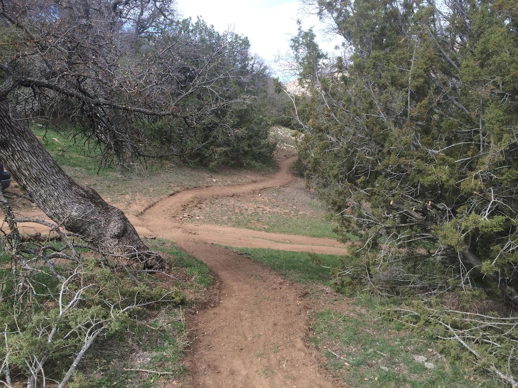 single track through oaks and junipers