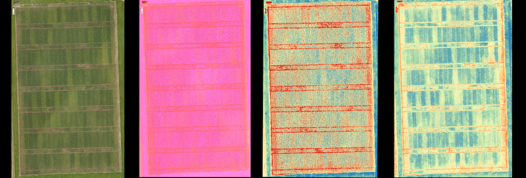 Far Left: RGB
Center Left: RGNIR
Centre Right: Chlorophyll Index
Far Right: NDVI