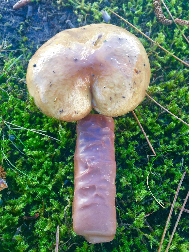 Ever wonder how PNW soil is so good? Rarely captured Bottomsie Shroom" pushing out loam