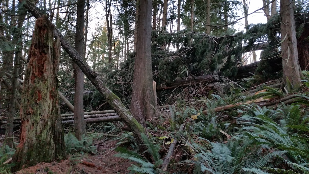 Trail visible in bottom left. Continues straight through massive deadfall from windstorm