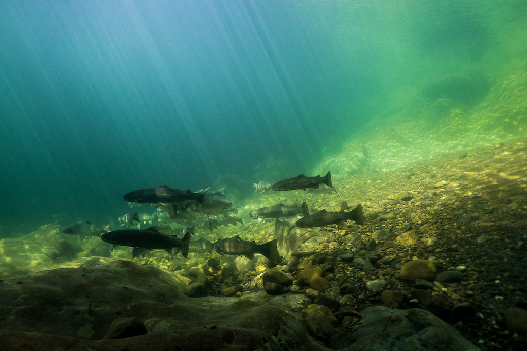 One of the most memorable moments of the summer was diving with Steelhead on the Washougal River in Washington. My brother and I spent many a summer day doing this as kids and I was stoked to be able to do it once again.