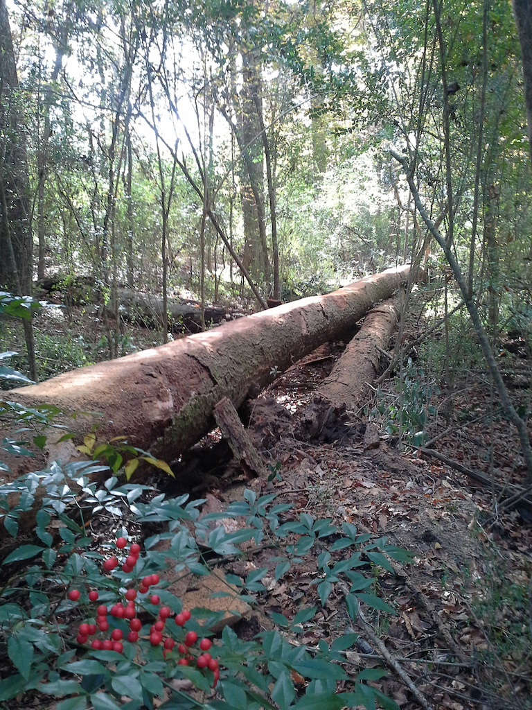 Second big log skinny.