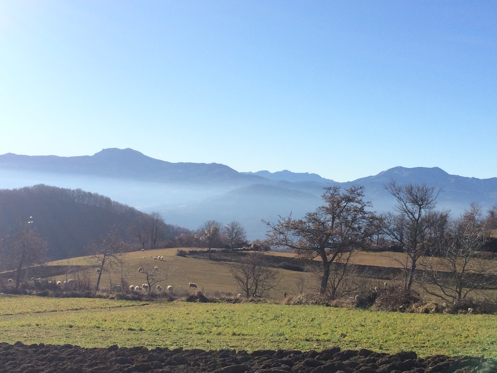 View with sheeps from Rusino. In the back monte Ventasso and Alpe di Succiso (right)