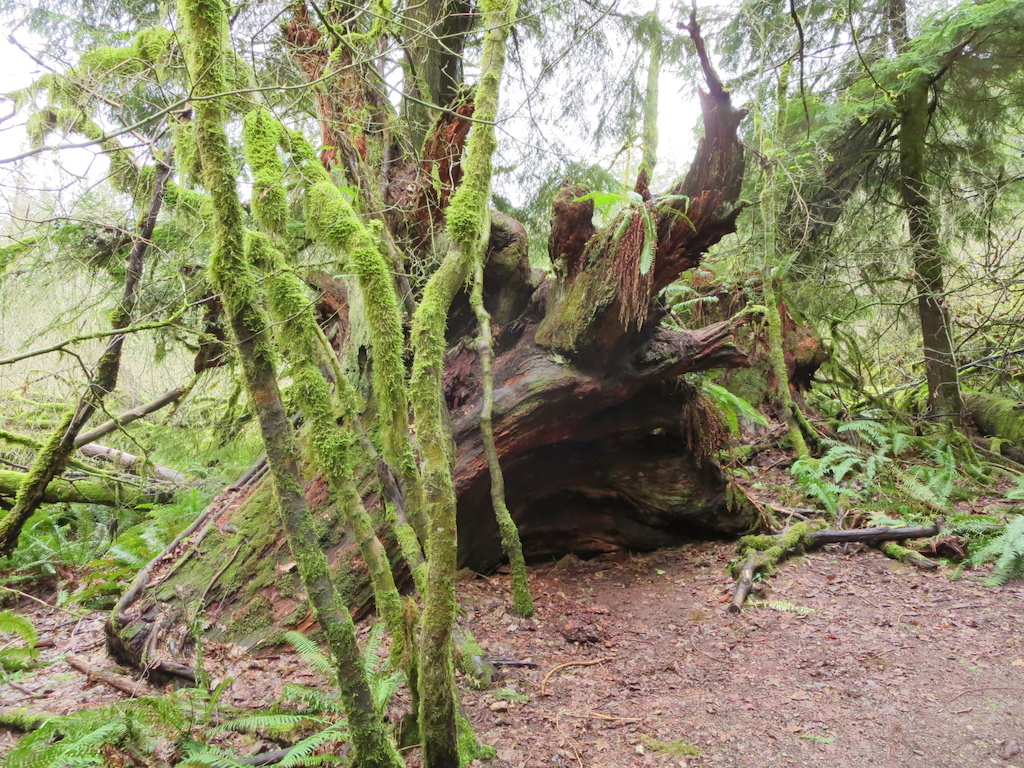 A huge old stump!