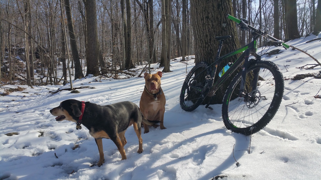 Riding in the snow with the mutts.