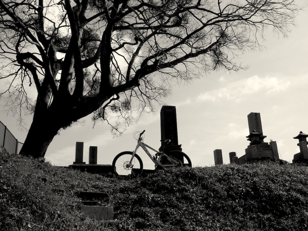 My bike taking a rest at a local grave yard!
I like this tree!
