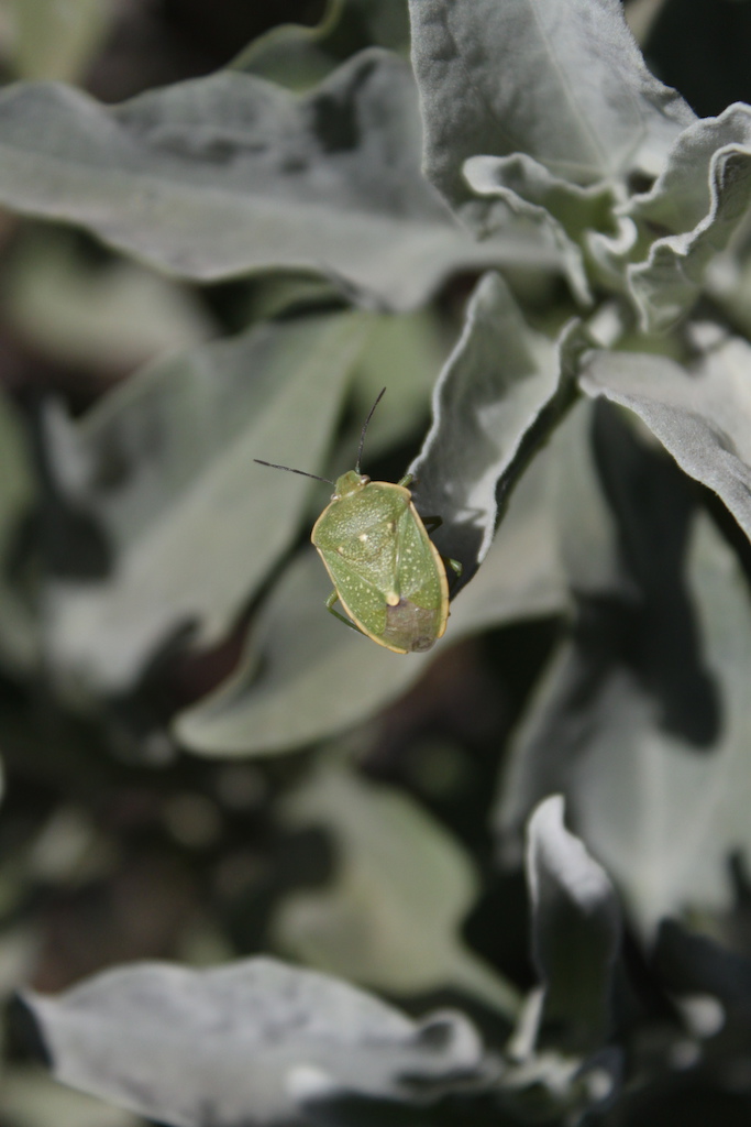 A green bug on a leaf