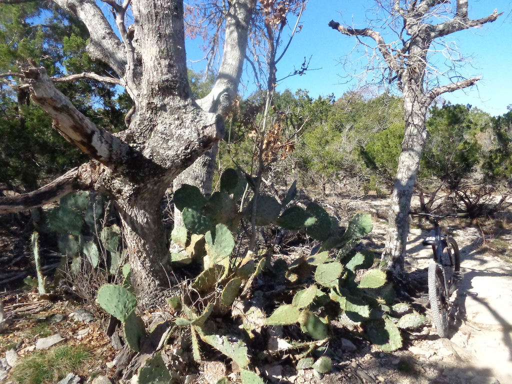 My bike on the trail with some Prickly Pear...