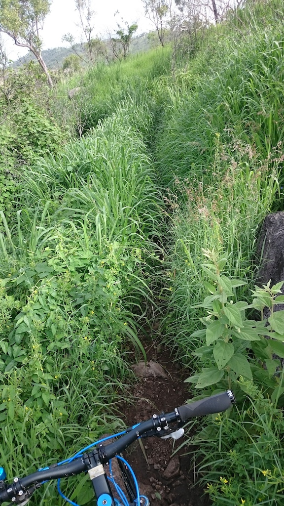 Vegetation covering UTR.  Some short sections about 10m long.