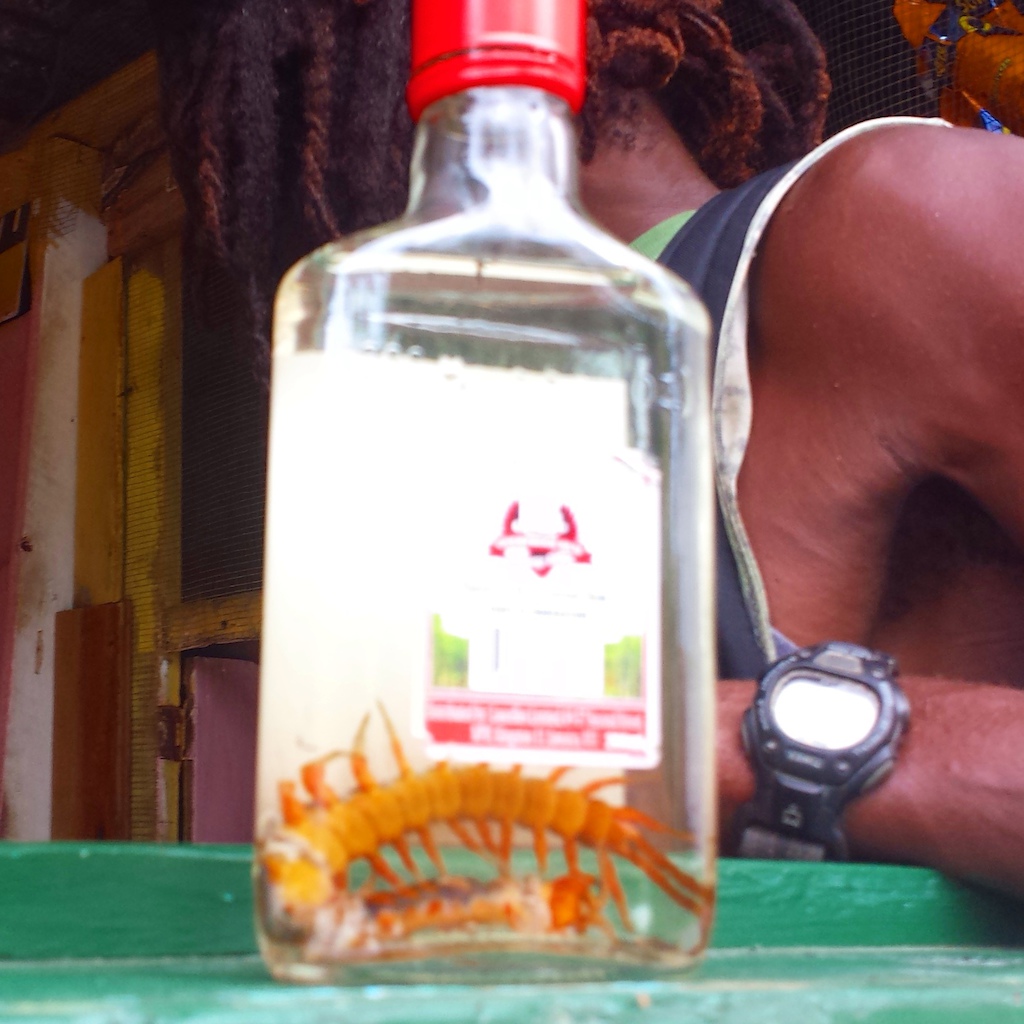 our enemy in Jamaica. The 40 legger.
We now have the cure by catching this ferocious thing live. J&amp;B rum bottle