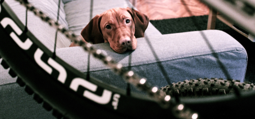 Erzsi the vizsla