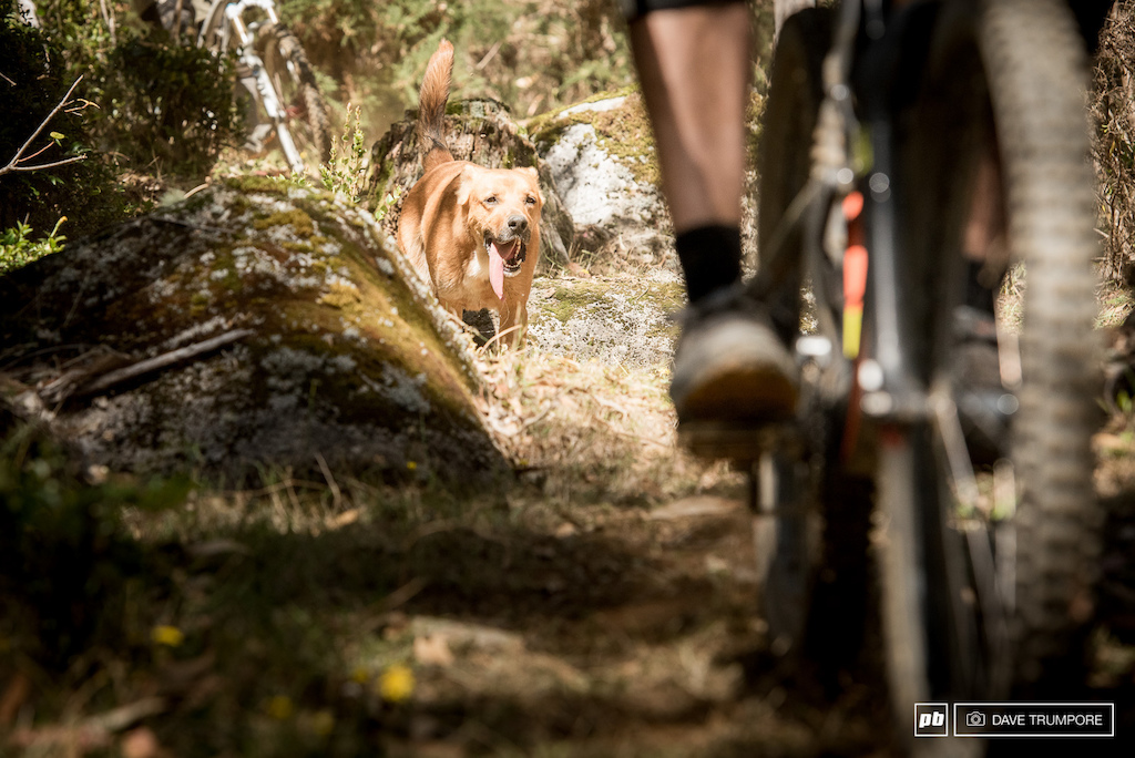 Stray/local trail dogs were loving it the past few days.  This guy made it through all three stages of the day on Friday.