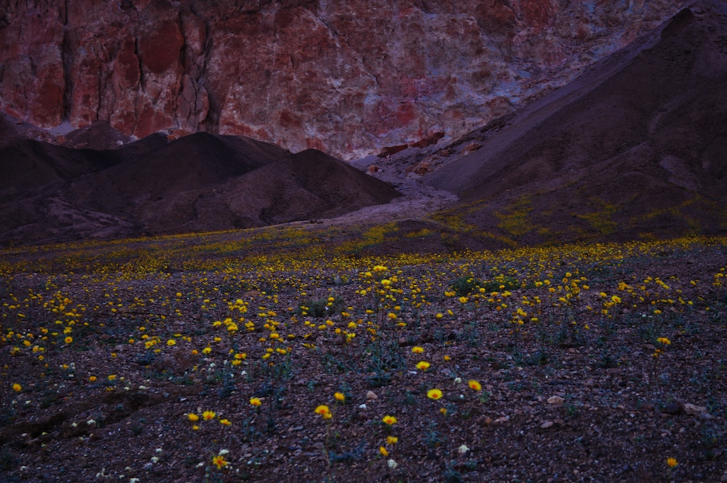 Death Valley Super Bloom