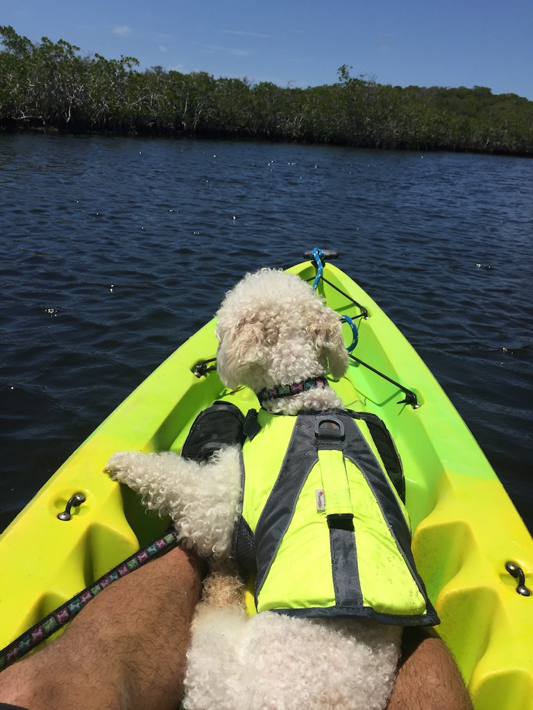 Got down to the keys for some kyaking and bike riding.  Was hot.  Drove down, broke out Trek with pull behind carriage for Dean.  Dean is special needs dog, born with left hip backwards but you wouldnt know.  We paddle around the John Pennekamp park.  Killer